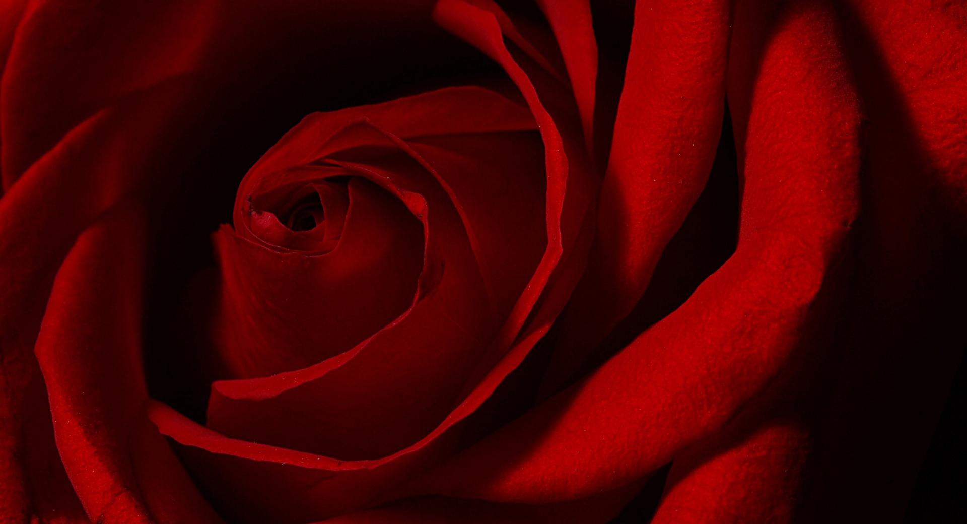 Valentines Day Rose at 1024 x 1024 iPad size wallpapers HD quality