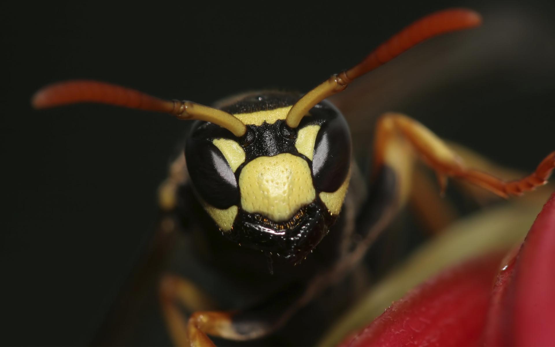 Wasp at 1152 x 864 size wallpapers HD quality
