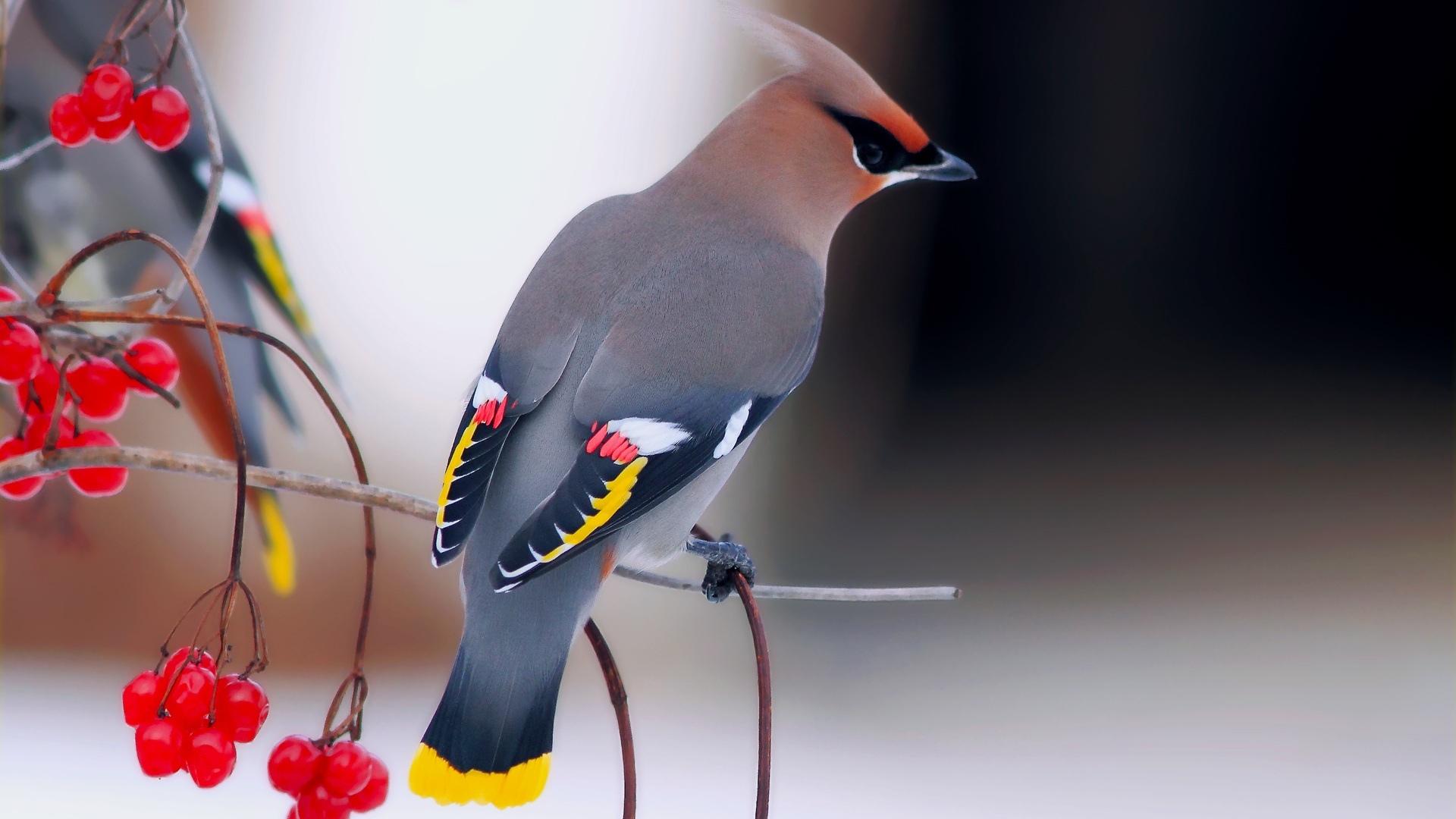 Waxwing at 1024 x 1024 iPad size wallpapers HD quality