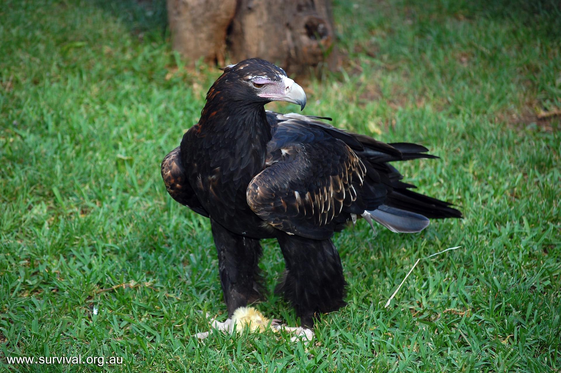 Wedge Tailed Eagle at 1024 x 1024 iPad size wallpapers HD quality