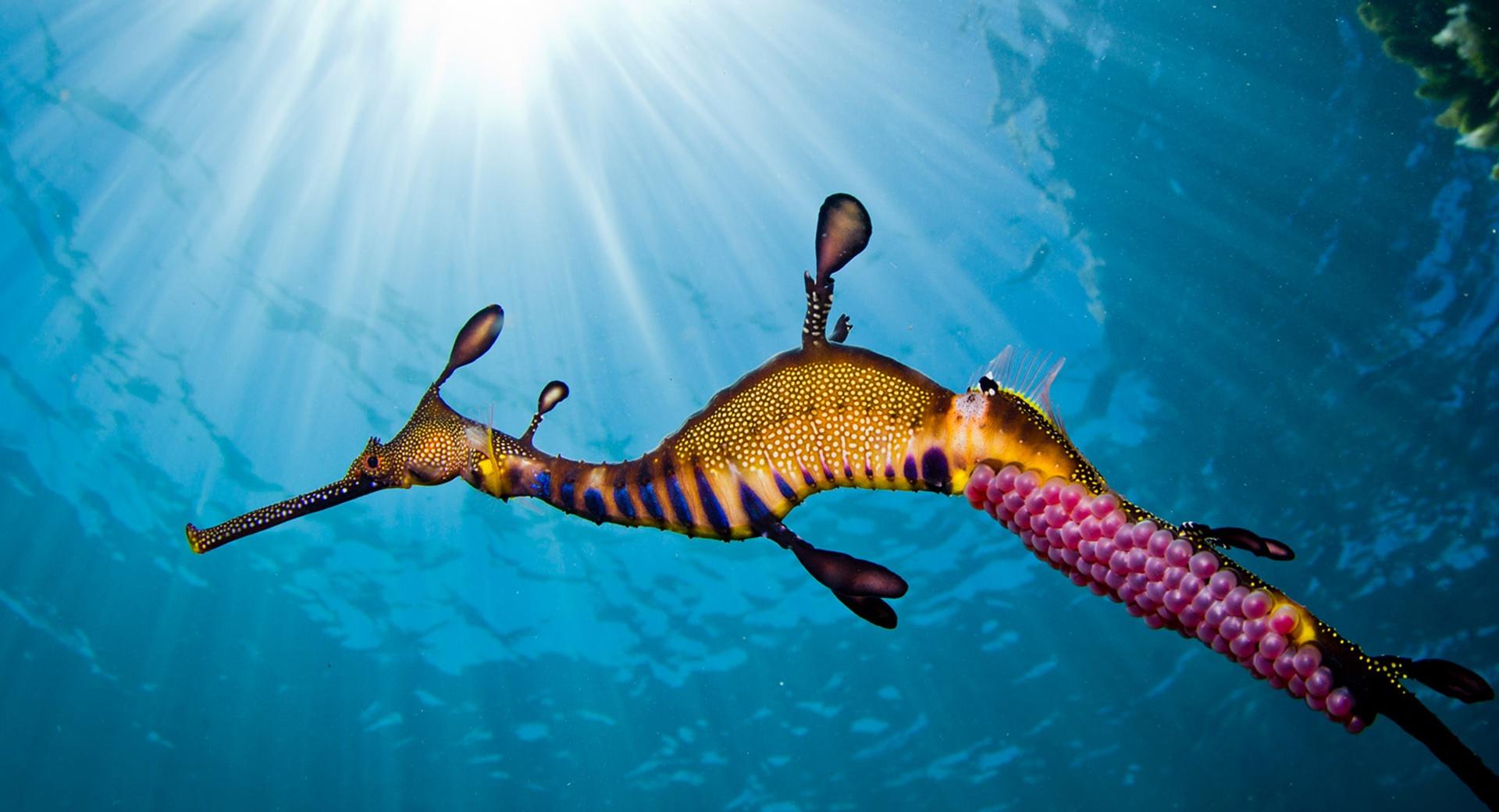 Weedy Sea Dragon at 1600 x 1200 size wallpapers HD quality