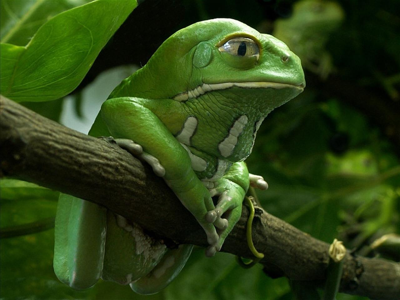 White-lipped Tree Frog at 1280 x 960 size wallpapers HD quality