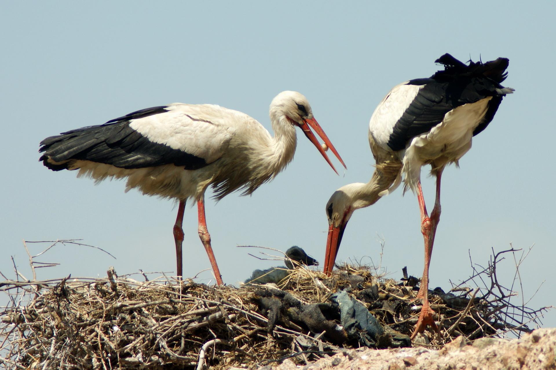 White Stork wallpapers HD quality