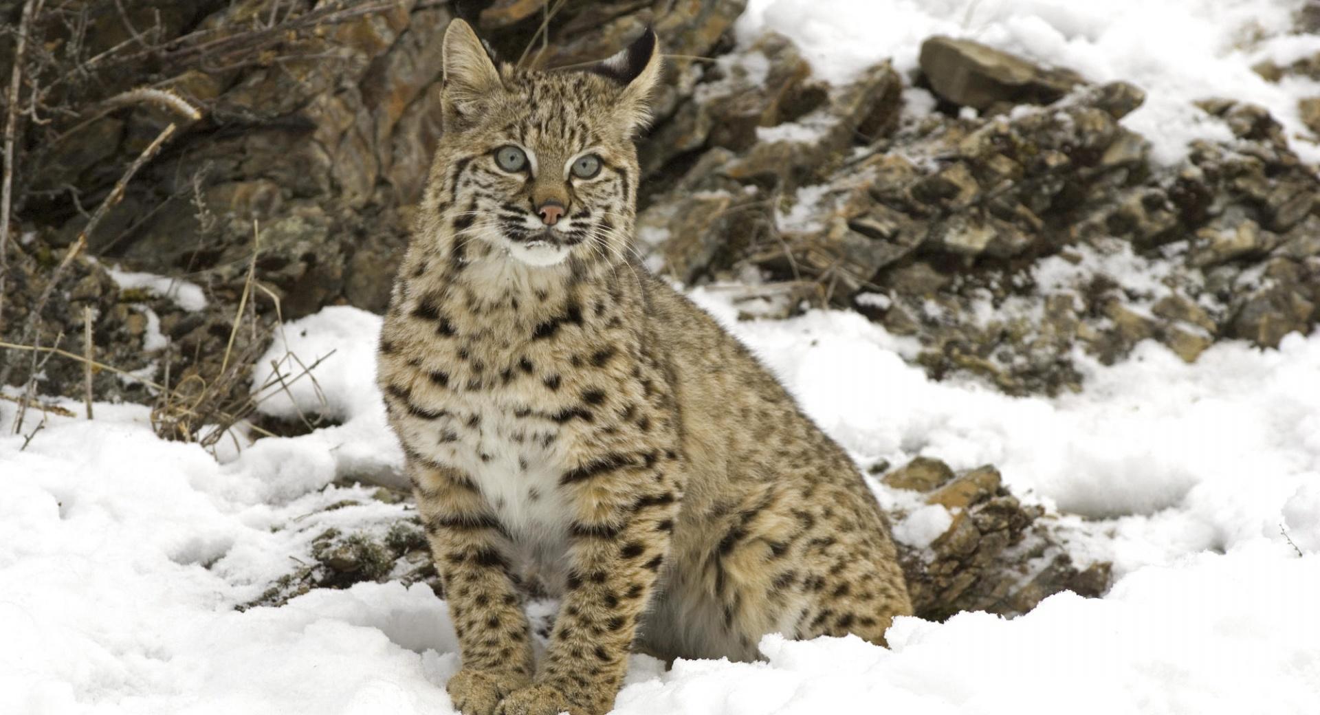 Winter Snow Bobcat at 1024 x 768 size wallpapers HD quality