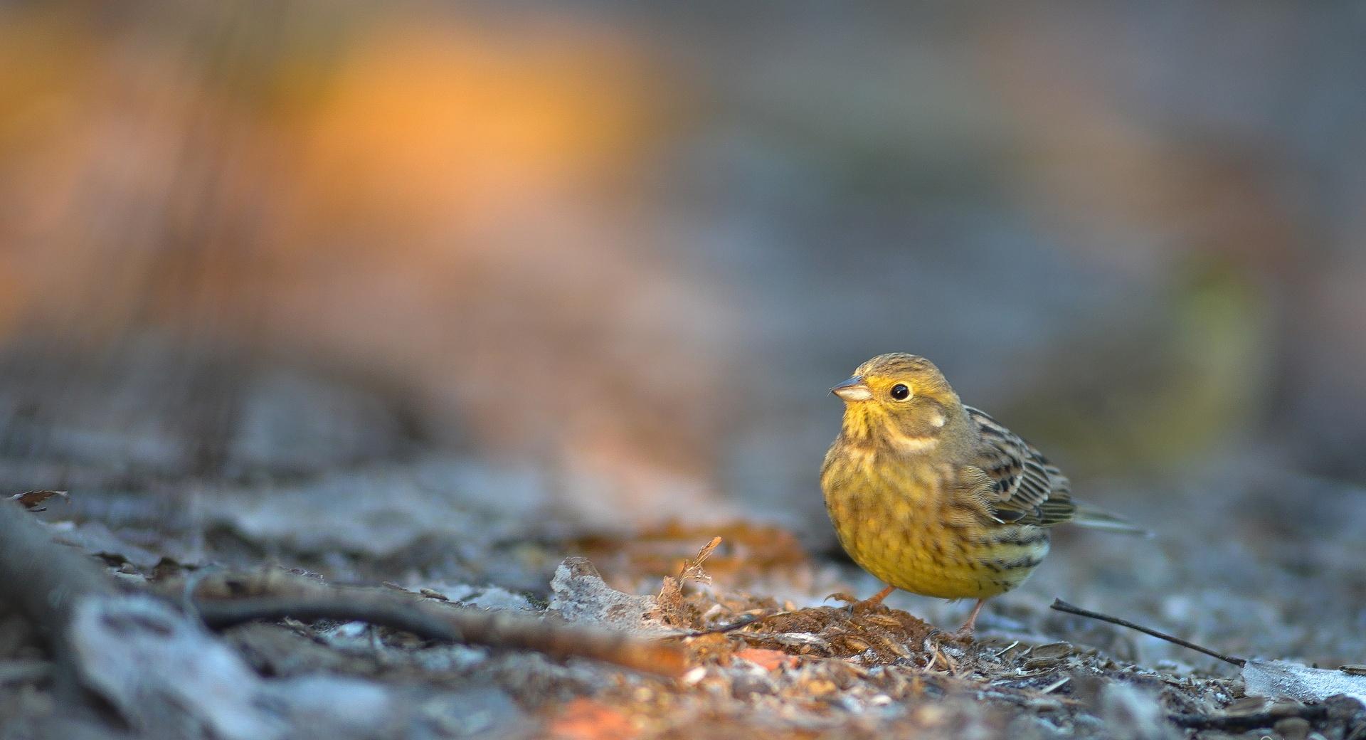 Yellowhammer at 1024 x 768 size wallpapers HD quality