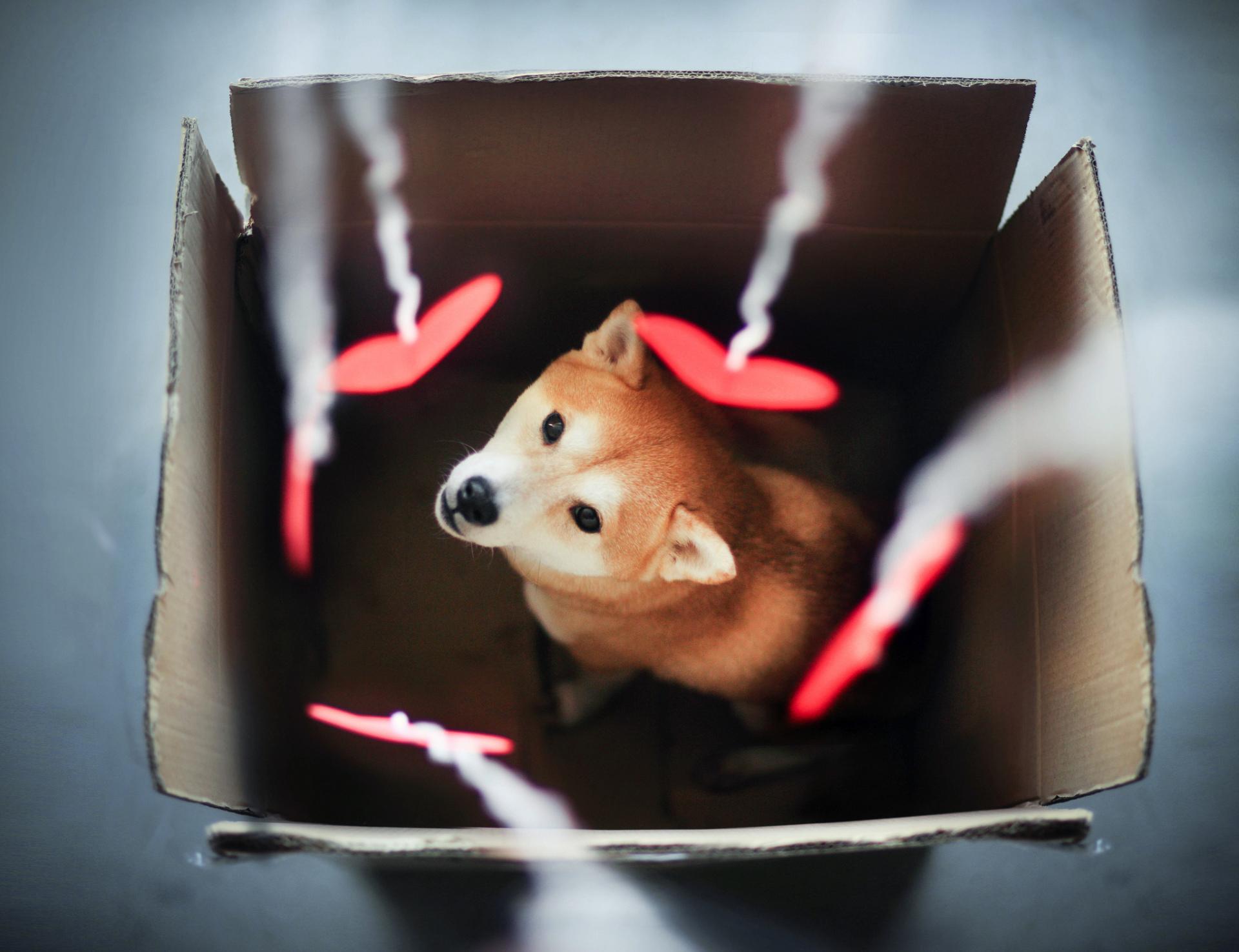 Собачка в подарочной коробке загрузить