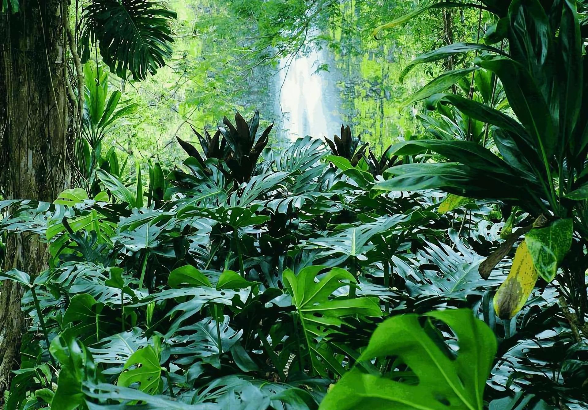 Jungle Wallpaper HD Download