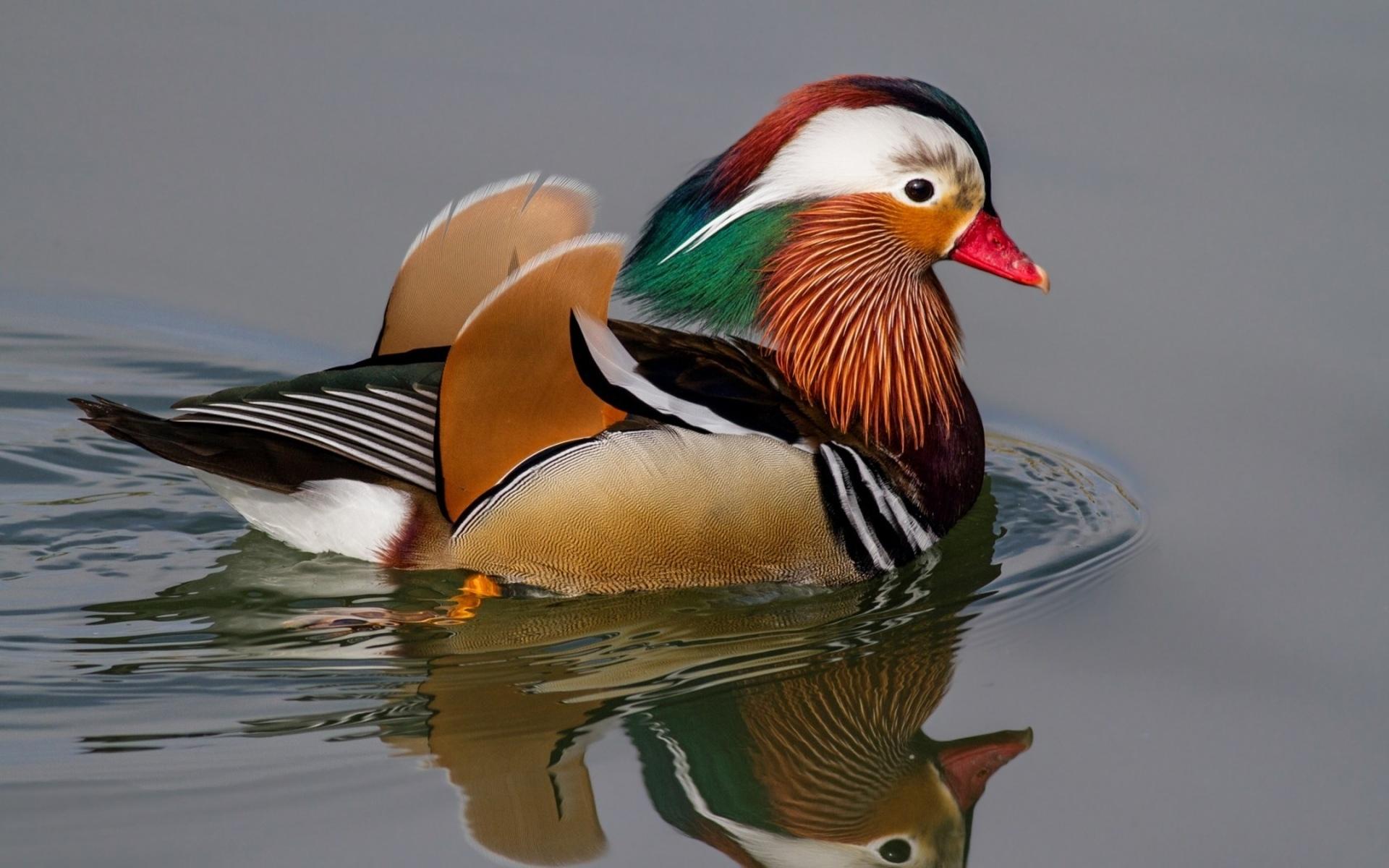 Mandarin Duck Wallpaper HD Download