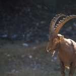 Alpine Ibex wallpapers for android