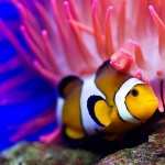 Clownfish desktop wallpaper