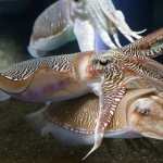 Cuttlefish download wallpaper