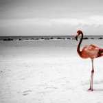 Flamingo free download