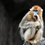 Golden Snub-nosed Monkey wallpapers for android