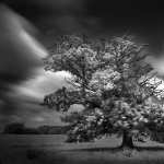 Oak Tree high quality wallpapers