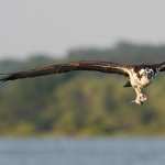 Osprey high definition wallpapers