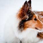 Rough Collie high quality wallpapers
