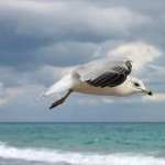 Seagull image