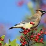 Waxwing free