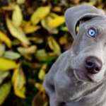 Weimaraner 1080p