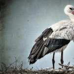 White Stork hd