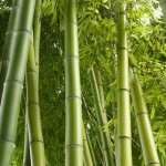 Bamboo download