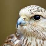 Falcon pic