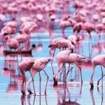 Flamingo wallpapers for desktop