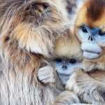 Golden Snub-nosed Monkey photos