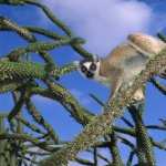 Lemur download wallpaper