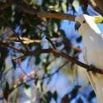 Sulphur-crested Cockatoo hd photos