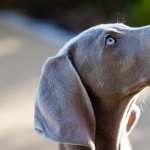 Weimaraner pics