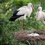 White Stork free