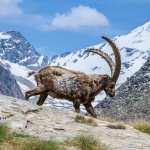Alpine Ibex wallpaper