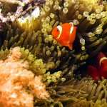 Clownfish free