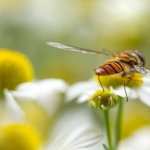 Hoverfly wallpapers hd