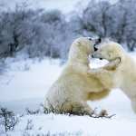 Polar Bear wallpapers for android