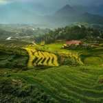 Rice Terrace free download