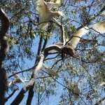 Sulphur-crested Cockatoo hd pics