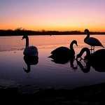 Swan 1080p