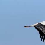 White Stork 1080p
