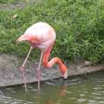 Flamingo high definition photo