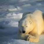 Polar Bear new photos