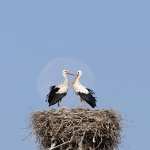 White Stork free download