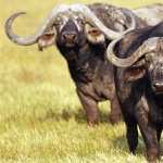 African Buffalo free