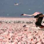 Flamingo photos