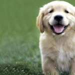 Golden Retriever wallpapers for android