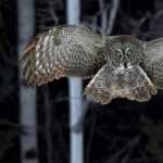 Great Grey Owl pics