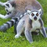 Lemur wallpapers for iphone