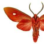 Moth image