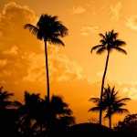 Palm Tree high definition wallpapers